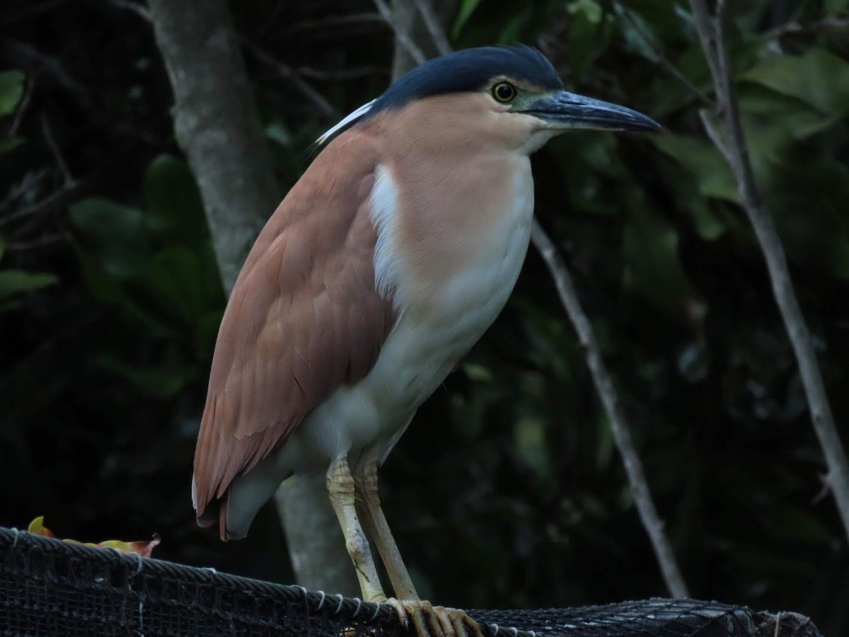 Nankeen Night Heron - ML460685111