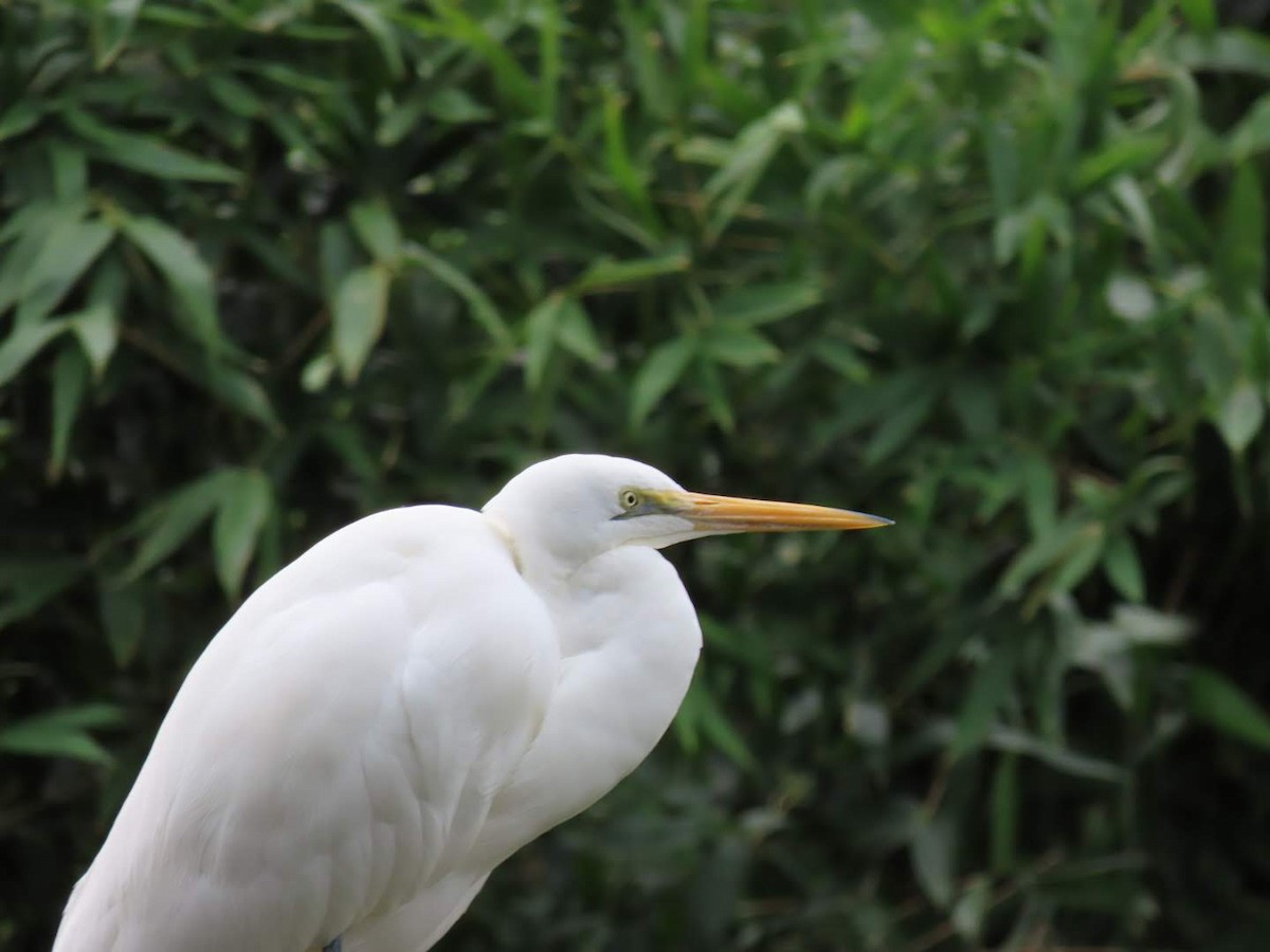 Great Egret (modesta) - ML460685191
