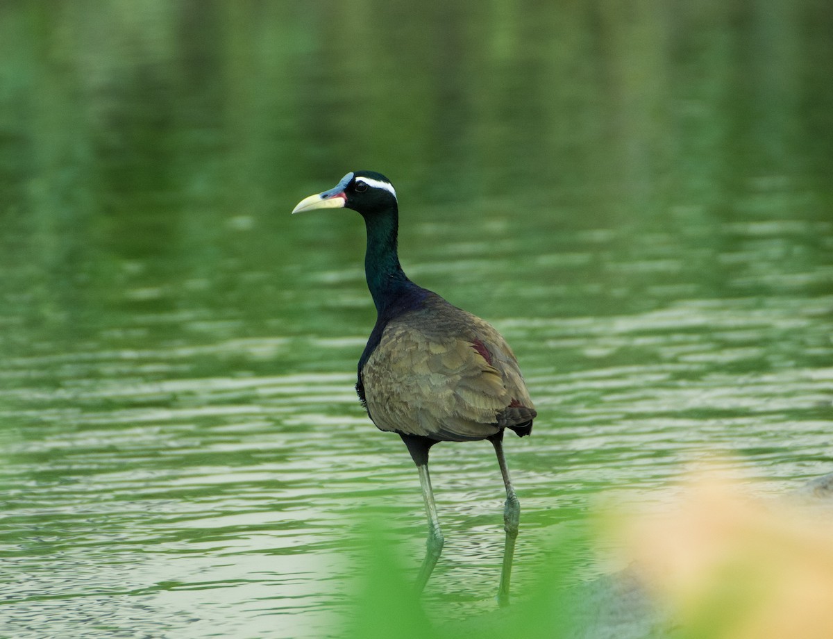 Bronze-winged Jacana - ML460685631