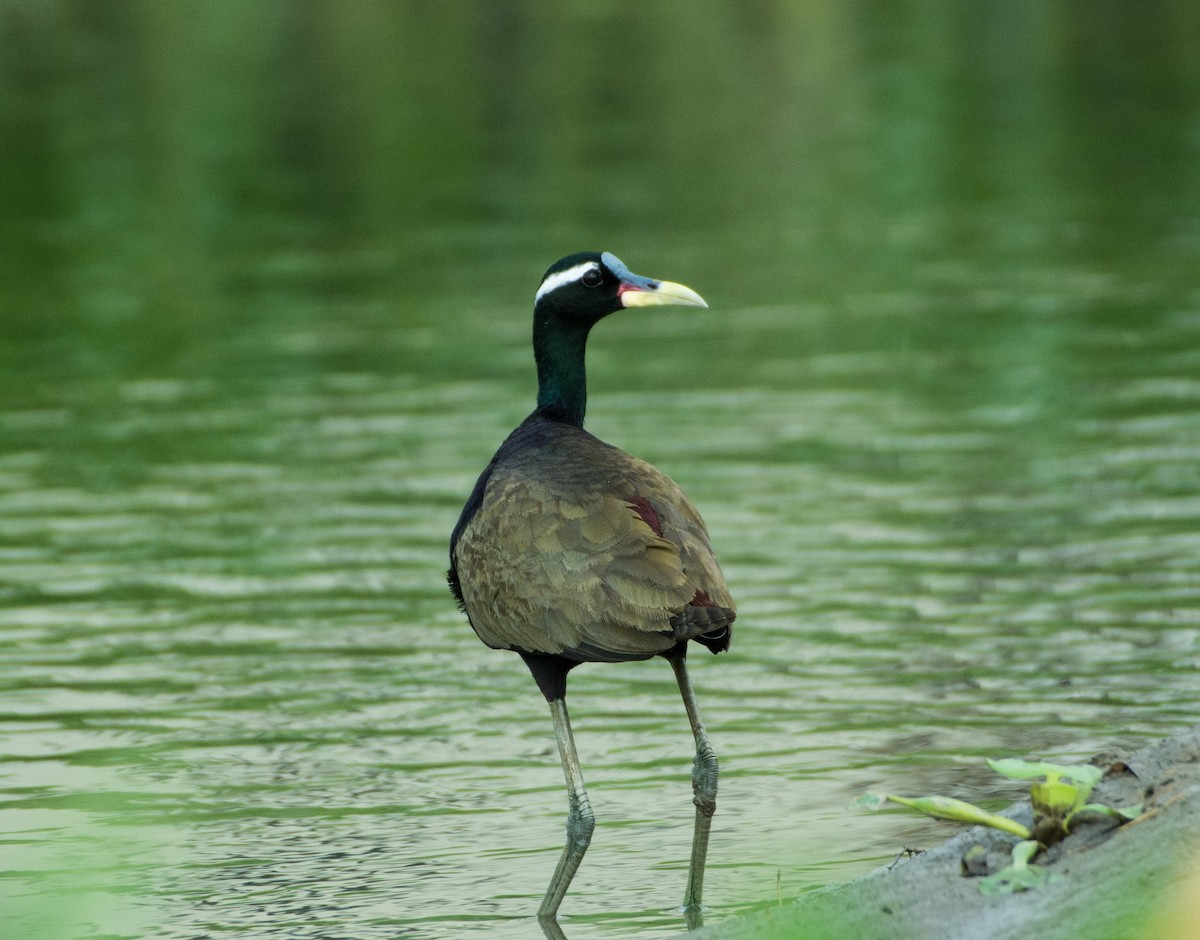 Bronze-winged Jacana - ML460685641