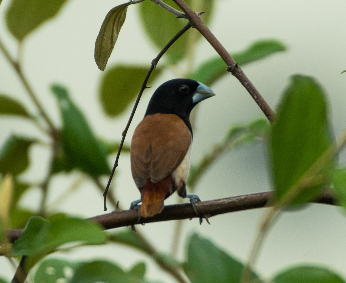 Tricolored Munia - ML460685651