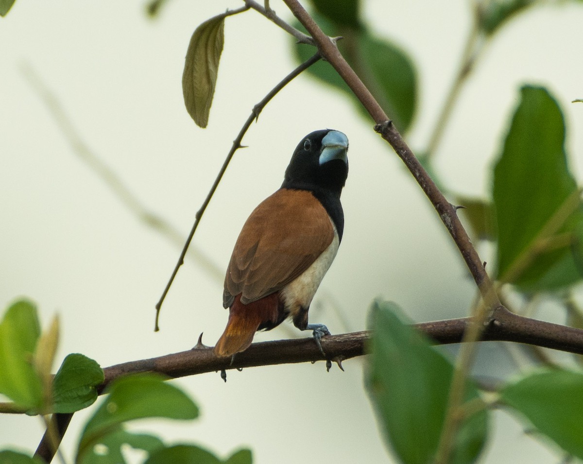 Capuchino Tricolor - ML460685661