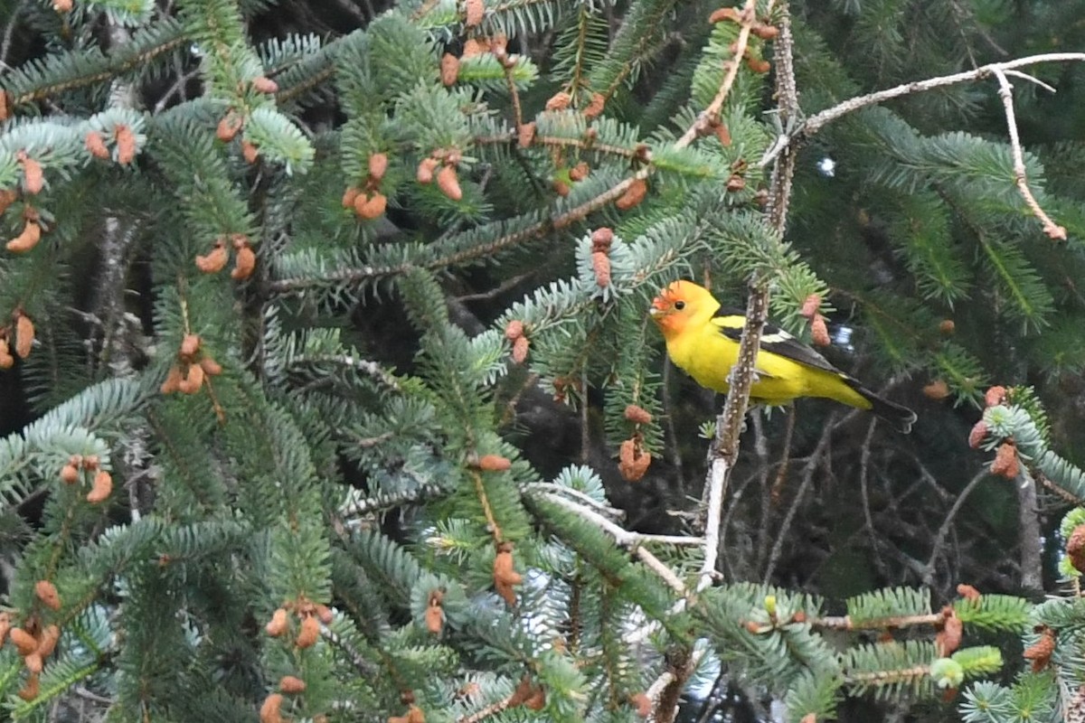 Western Tanager - ML460685681