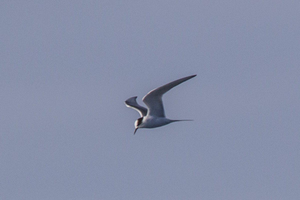 Arctic Tern - ML460686591