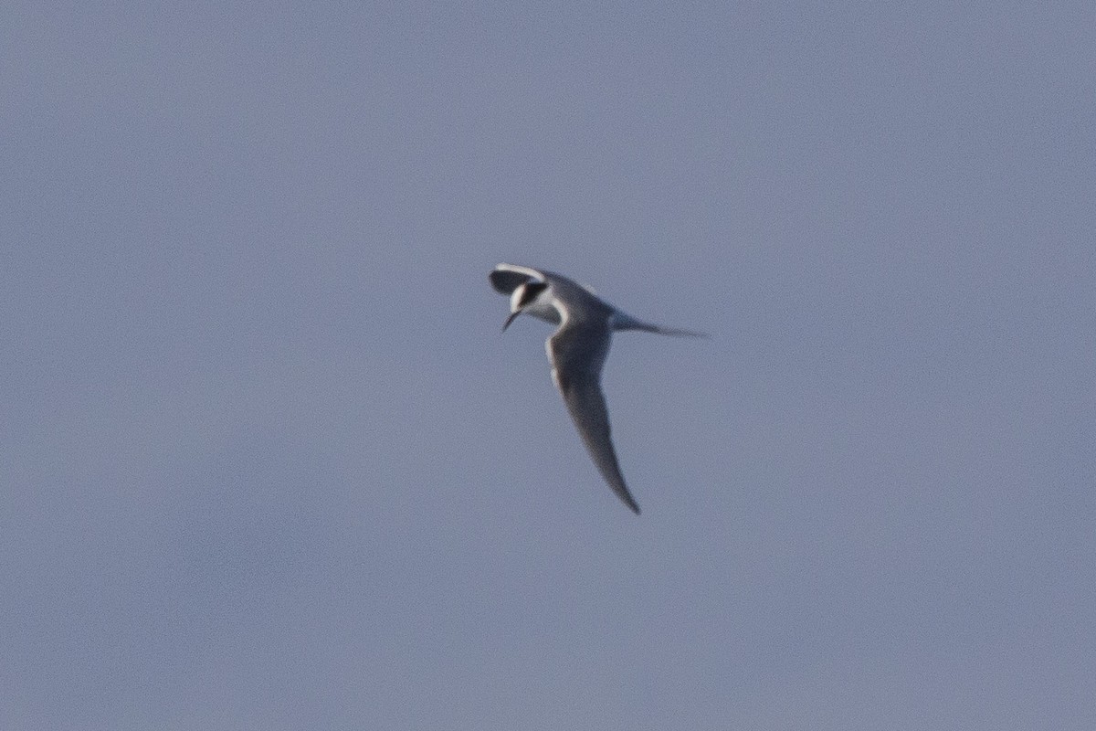 Arctic Tern - ML460686611