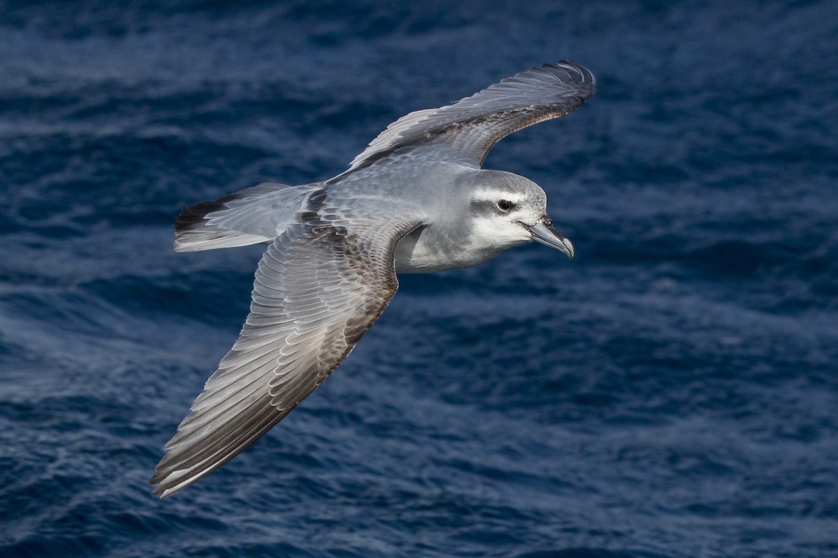 Antarctic Prion - ML460686691