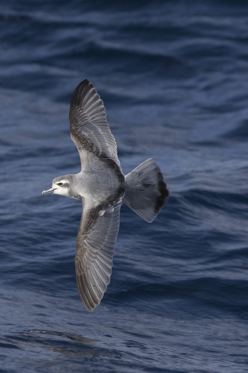 Antarctic Prion - ML460686701