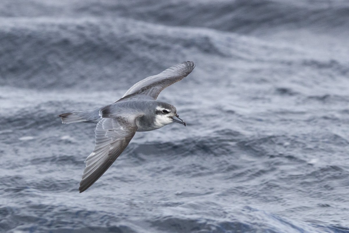 Antarctic Prion - ML460686721