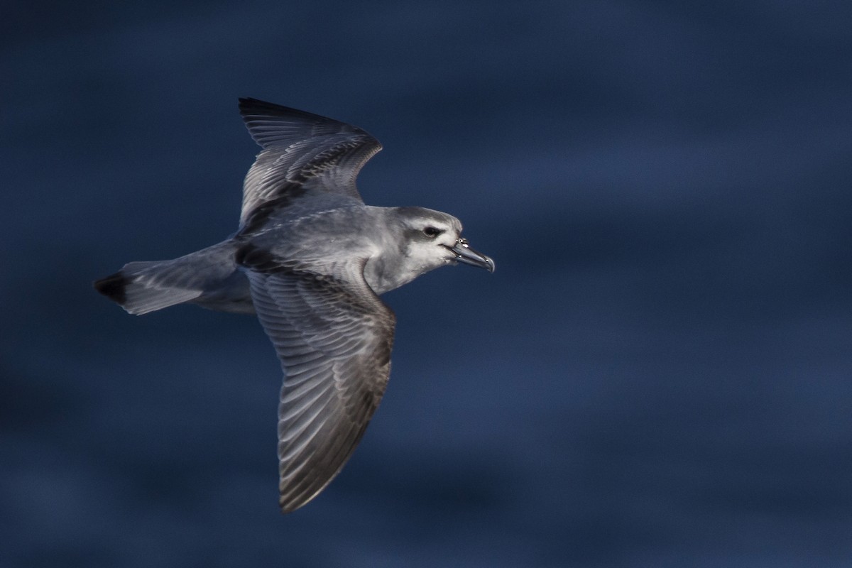 Antarctic Prion - ML460686731