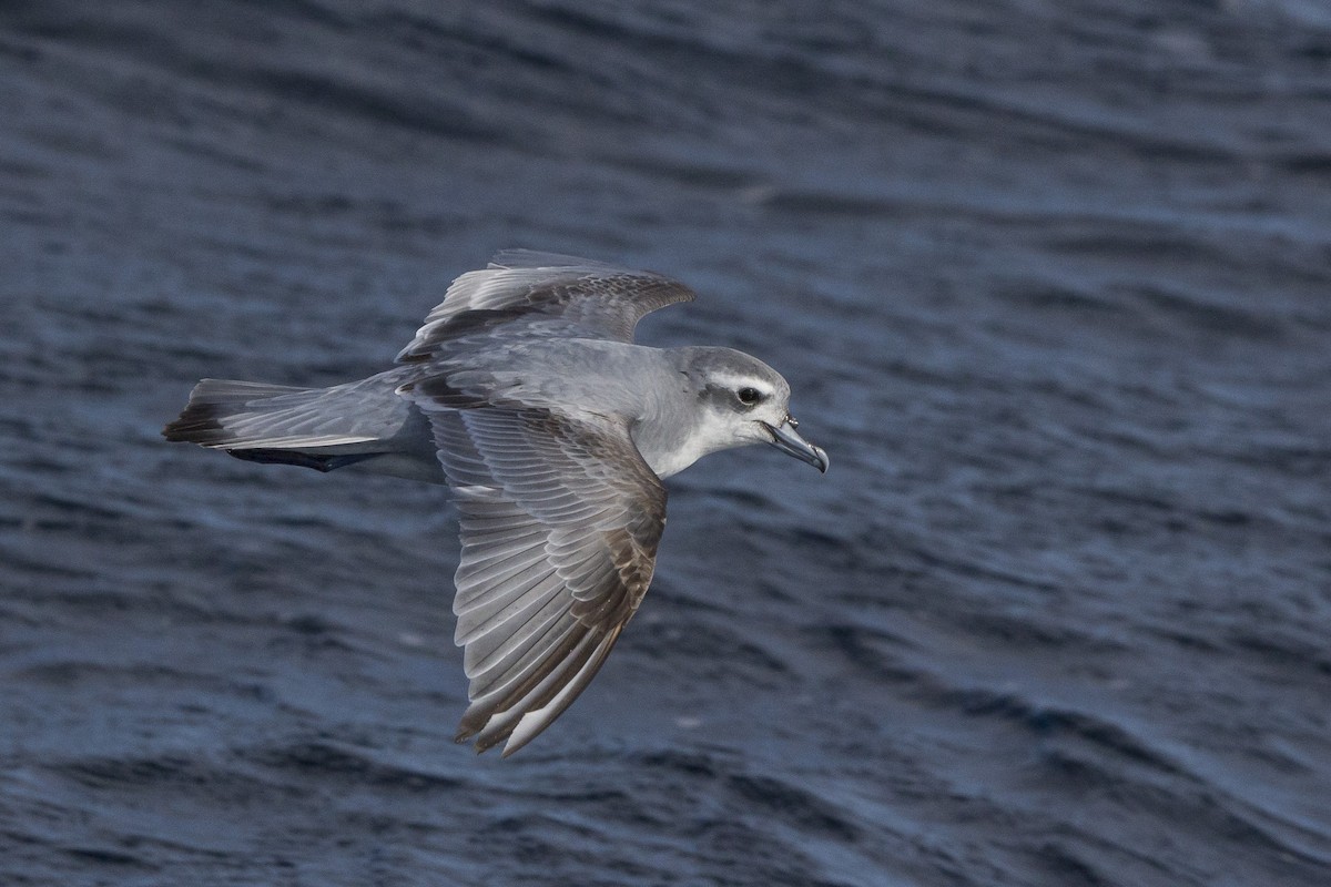 Antarctic Prion - ML460686741