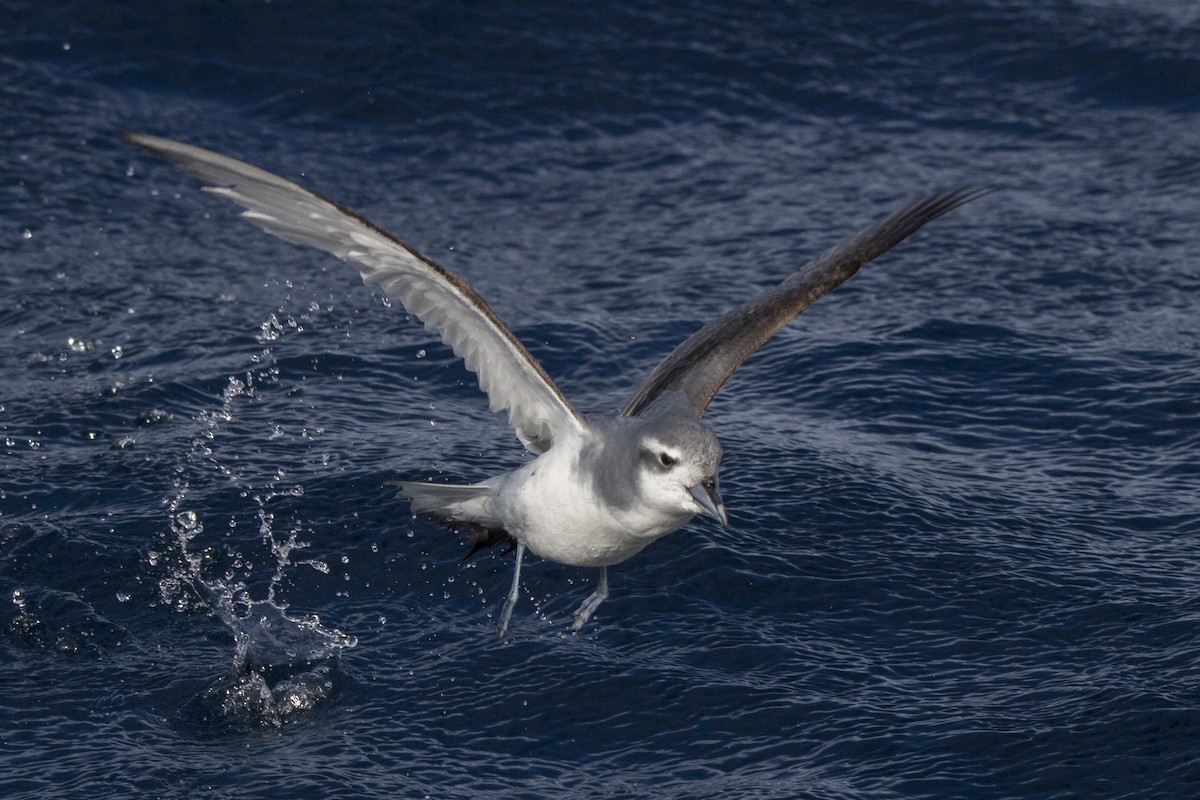 Antarctic Prion - ML460686751