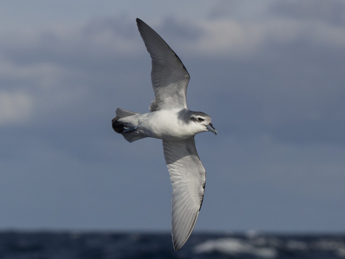 Antarctic Prion - ML460686761