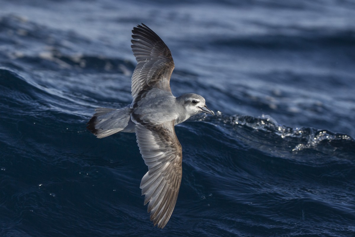 Antarctic Prion - ML460686771