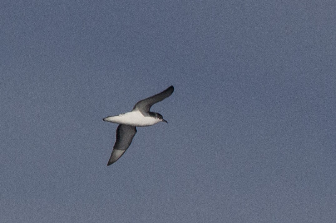 Little/Subantarctic Shearwater - Oscar Thomas