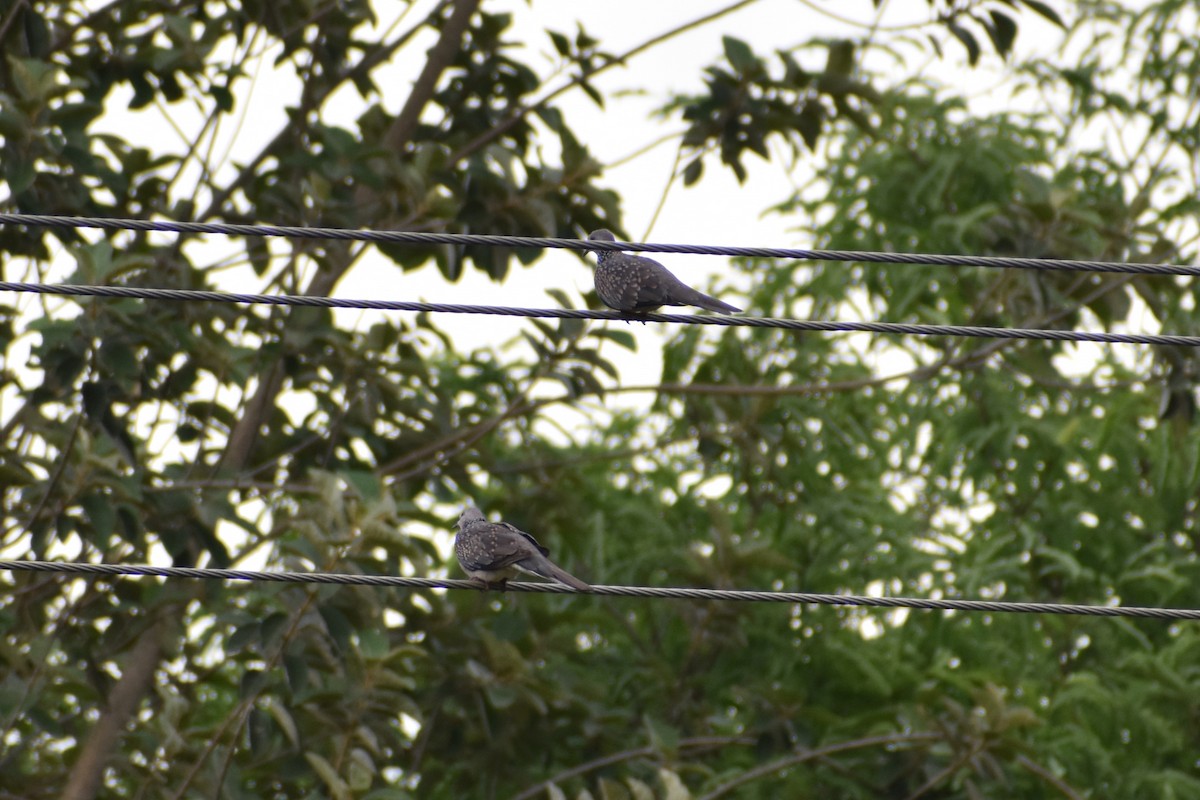 Spotted Dove - ML460687051