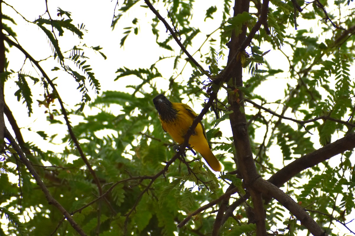 Black-hooded Oriole - ML460687071