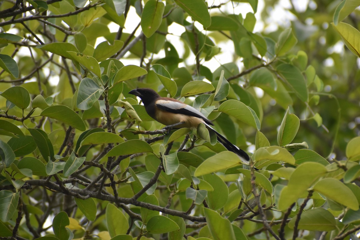 Rufous Treepie - ML460687081