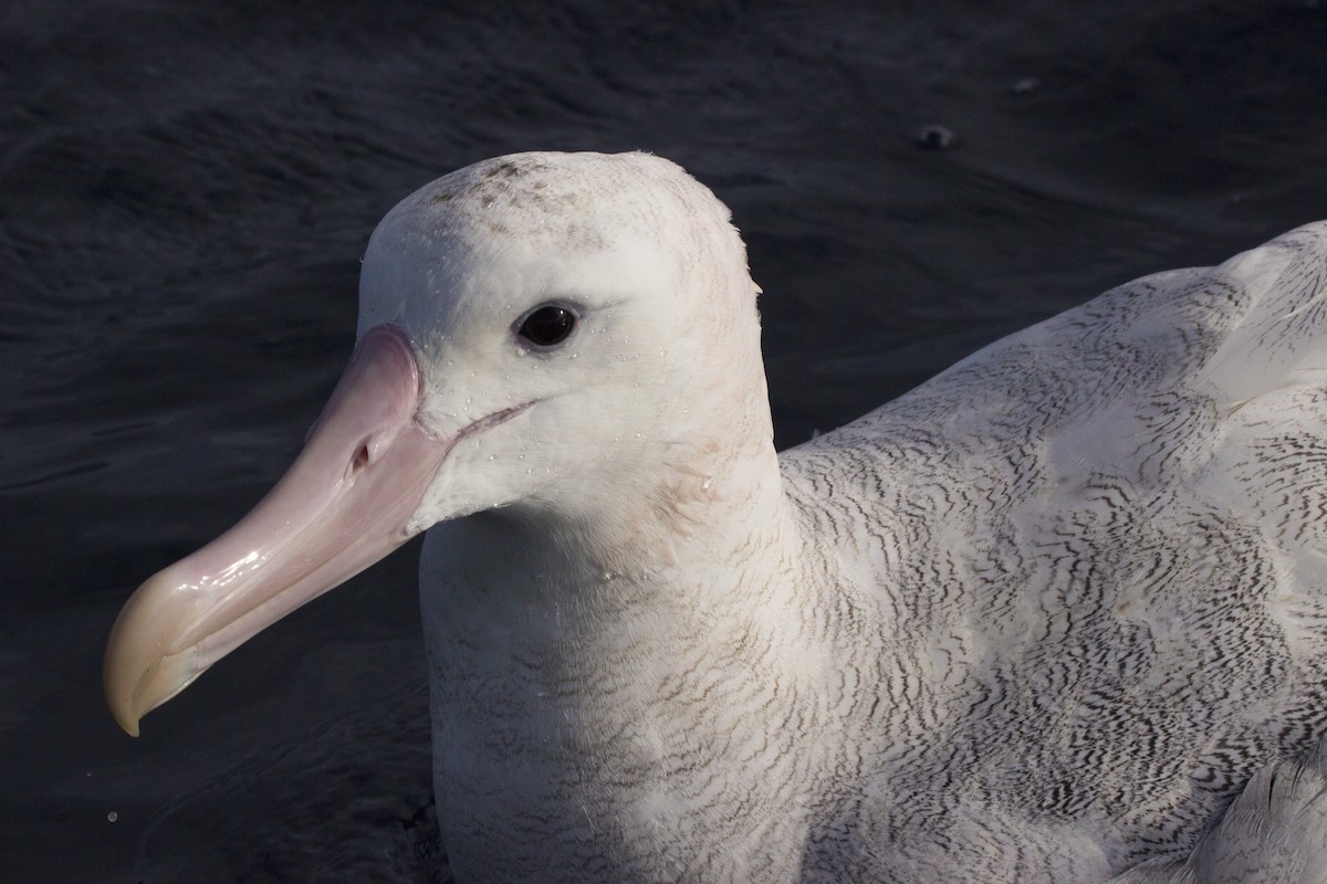 Ak Gezgin/Antipod Gezgin Albatrosu - ML460687151