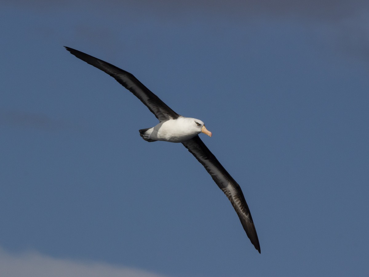 Albatros bekainduna (impavida) - ML460687161