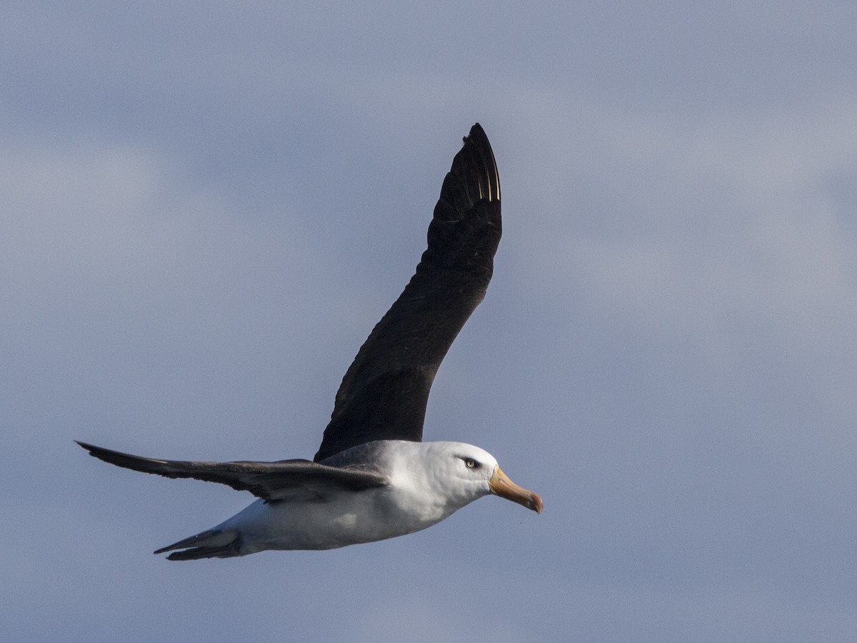 Albatros bekainduna (impavida) - ML460687191