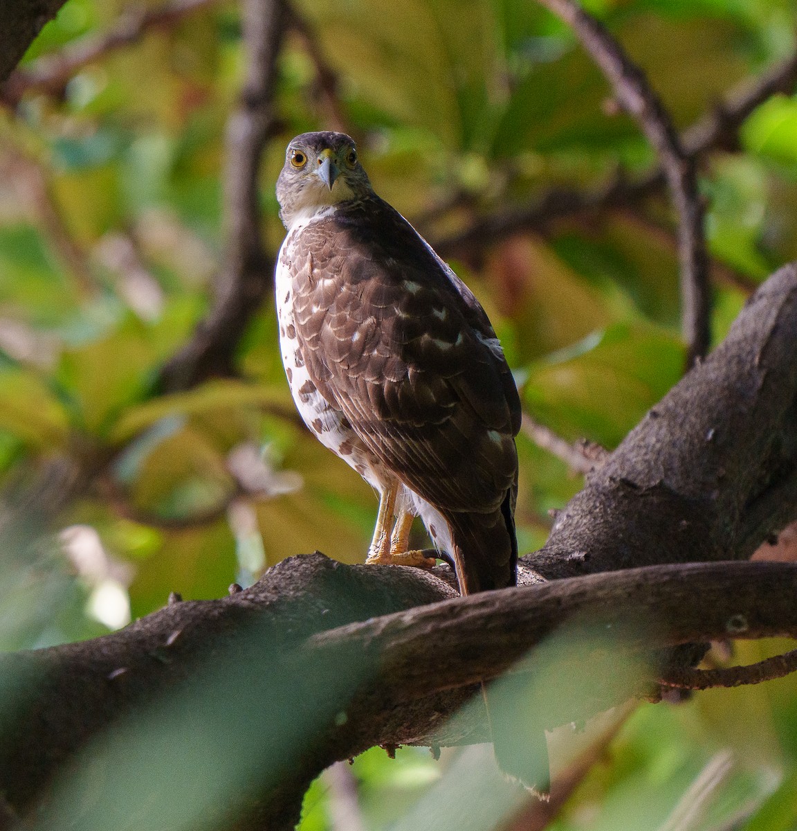 African Goshawk - ML460687211