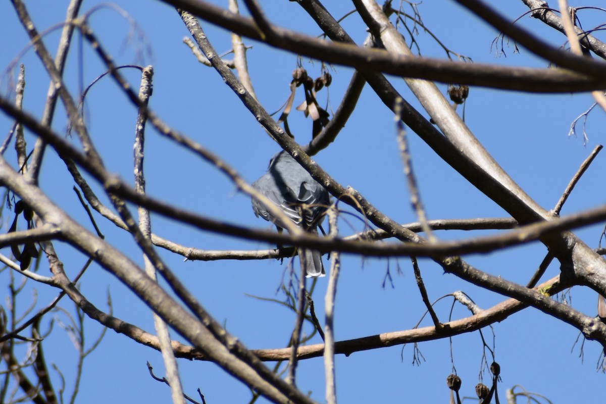 Indian Cuckooshrike - ML460689291