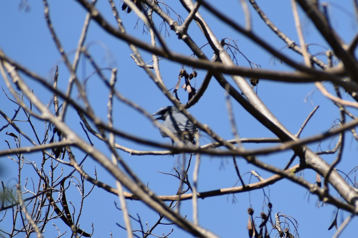 Indian Cuckooshrike - ML460689321