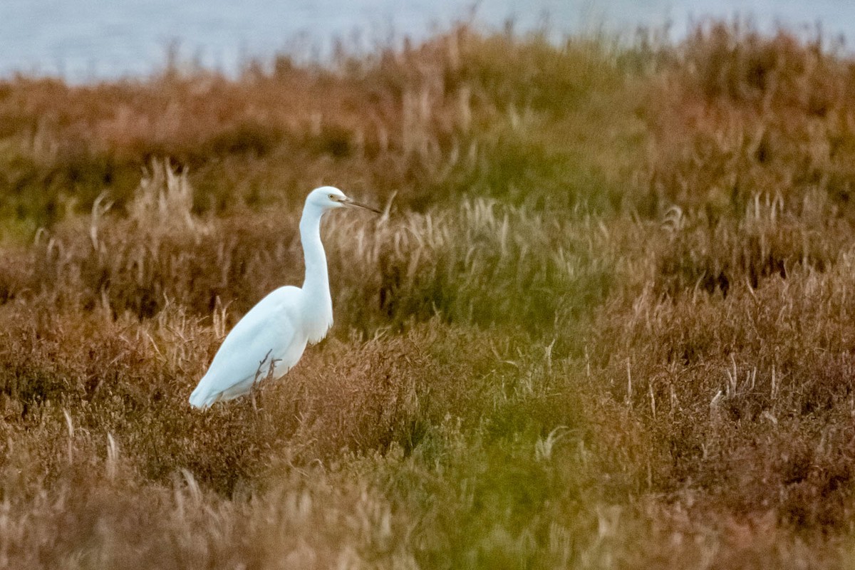 Little Egret - ML460689331