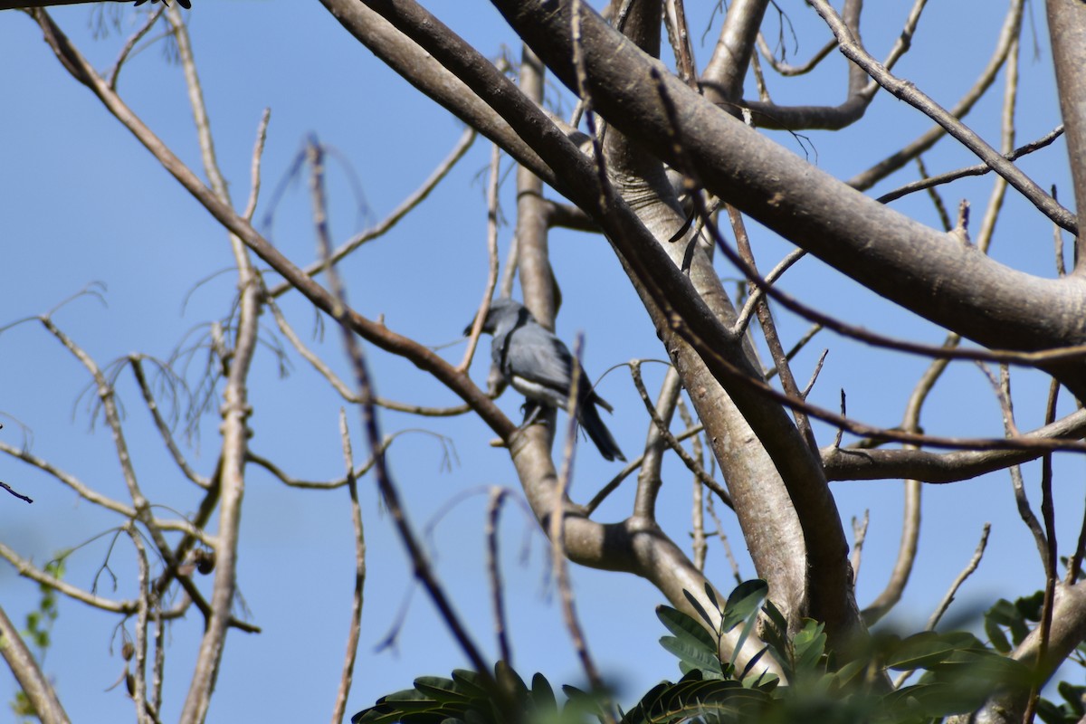 Indian Cuckooshrike - ML460689371