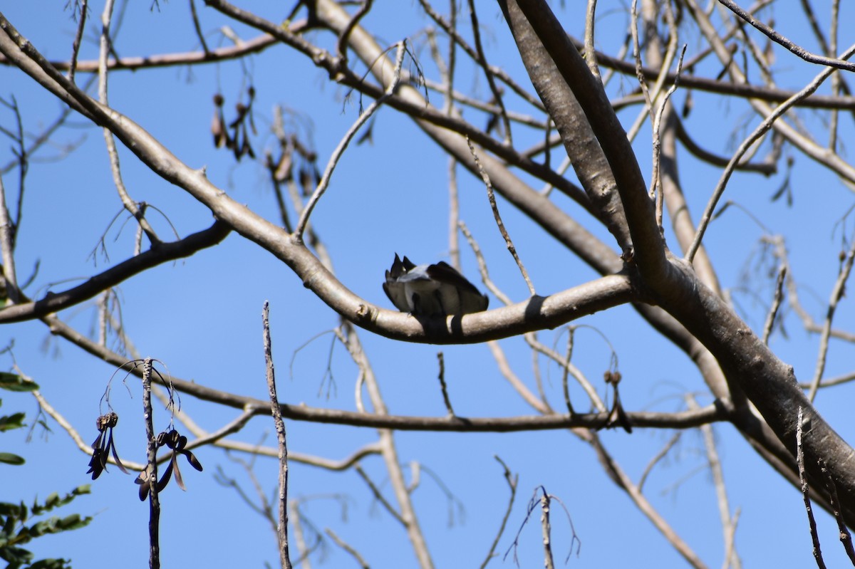 Indian Cuckooshrike - ML460689491