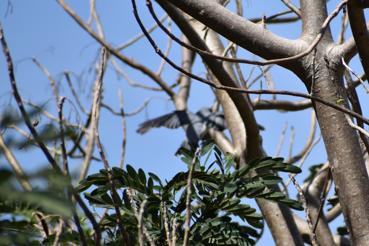 Indian Cuckooshrike - ML460689731