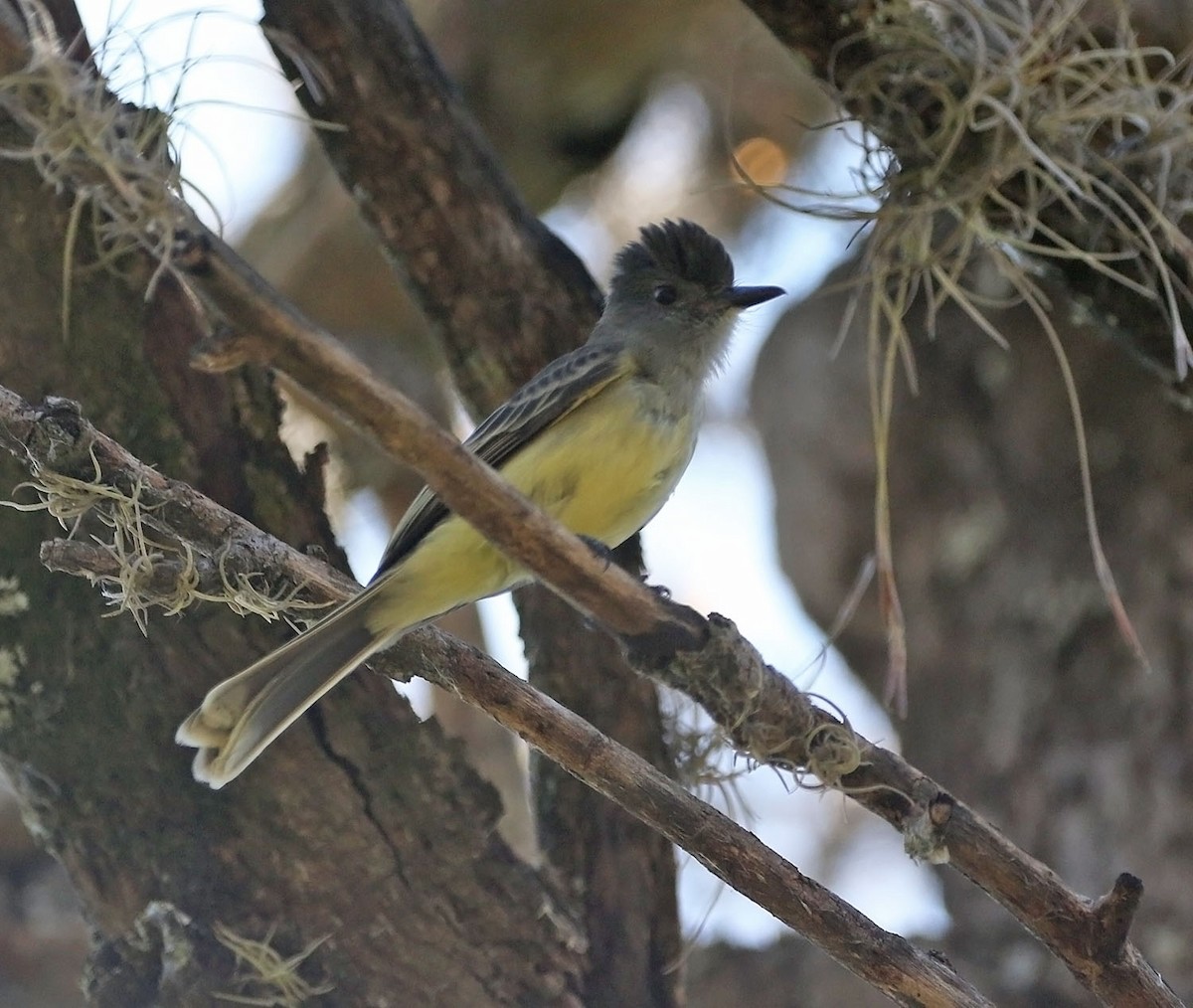 Kolombiya Vadi Sinekkapanı - ML460689741