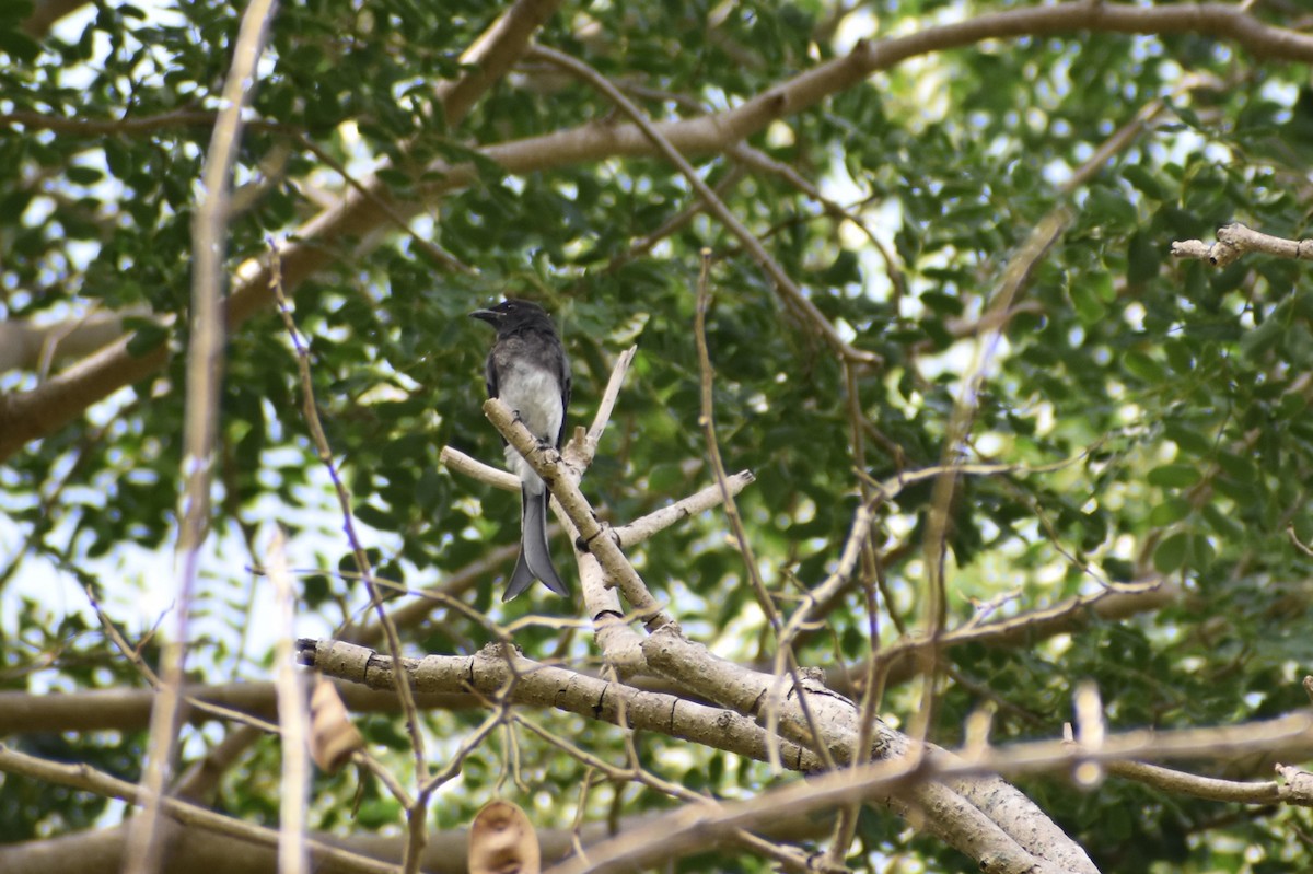 White-bellied Drongo - ML460689851