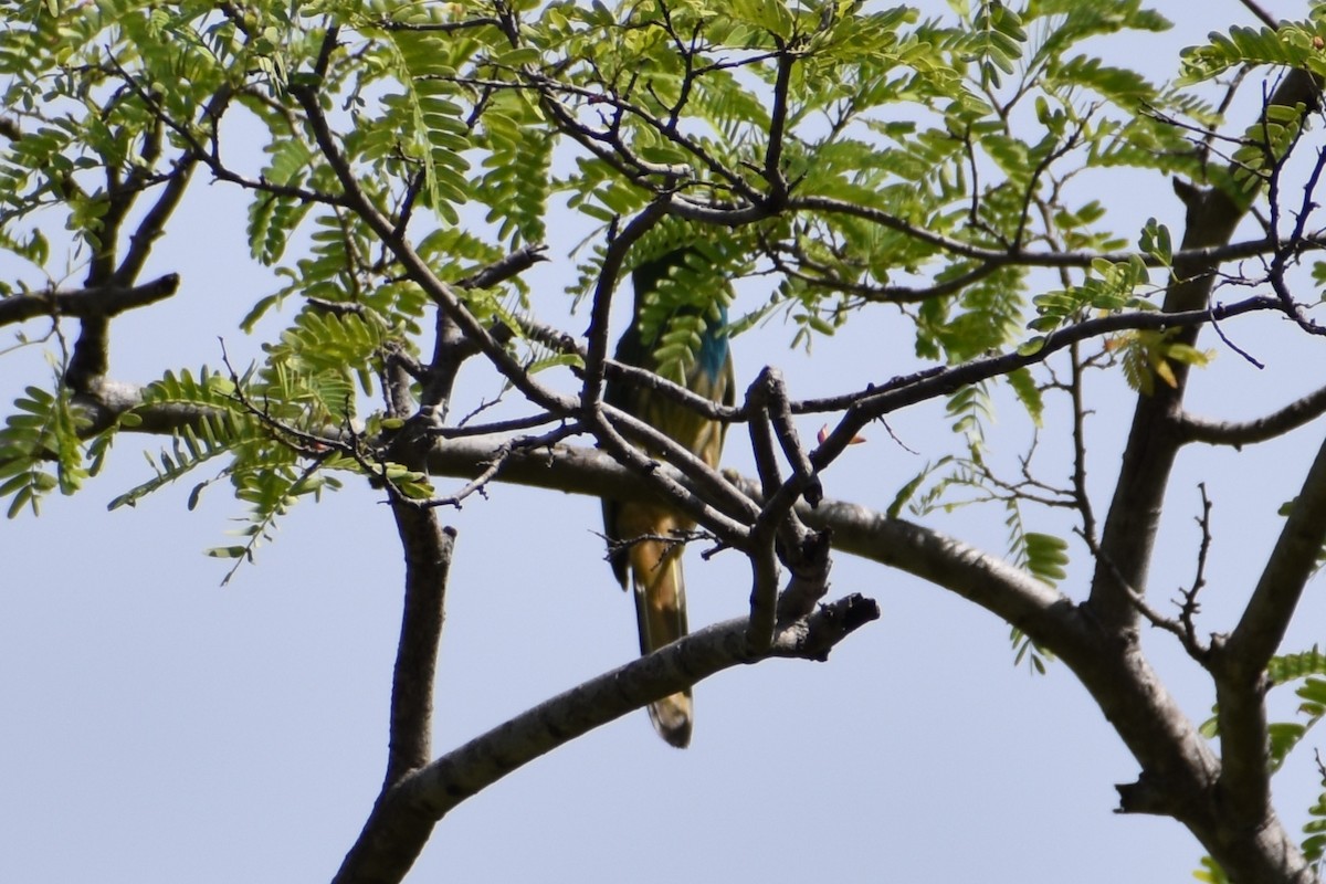 Blue-bearded Bee-eater - ML460689941