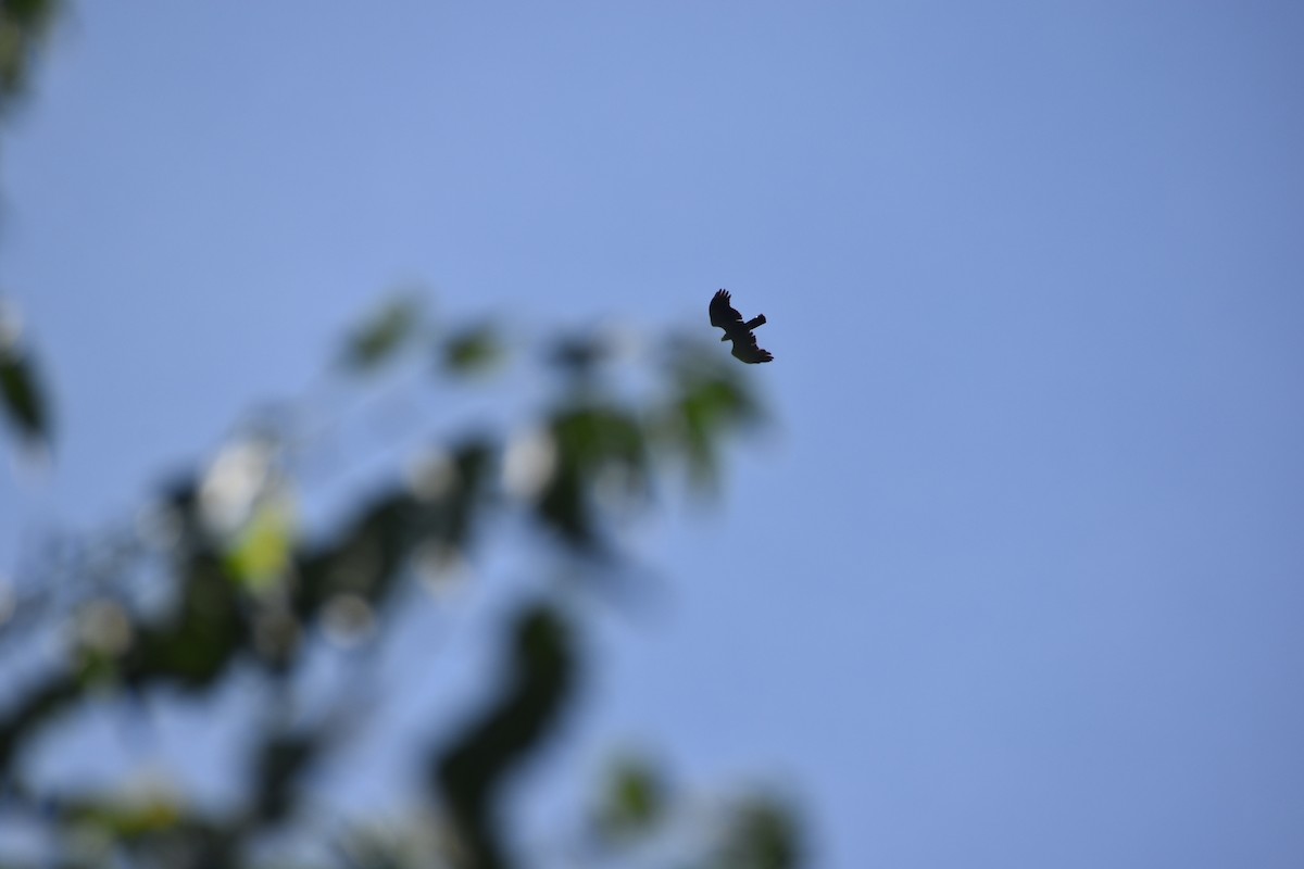 Falco pecchiaiolo orientale - ML460689951