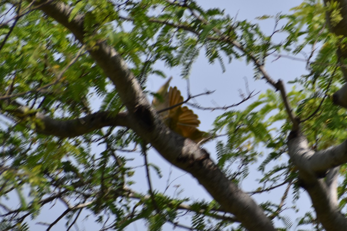 Blue-bearded Bee-eater - ML460689961
