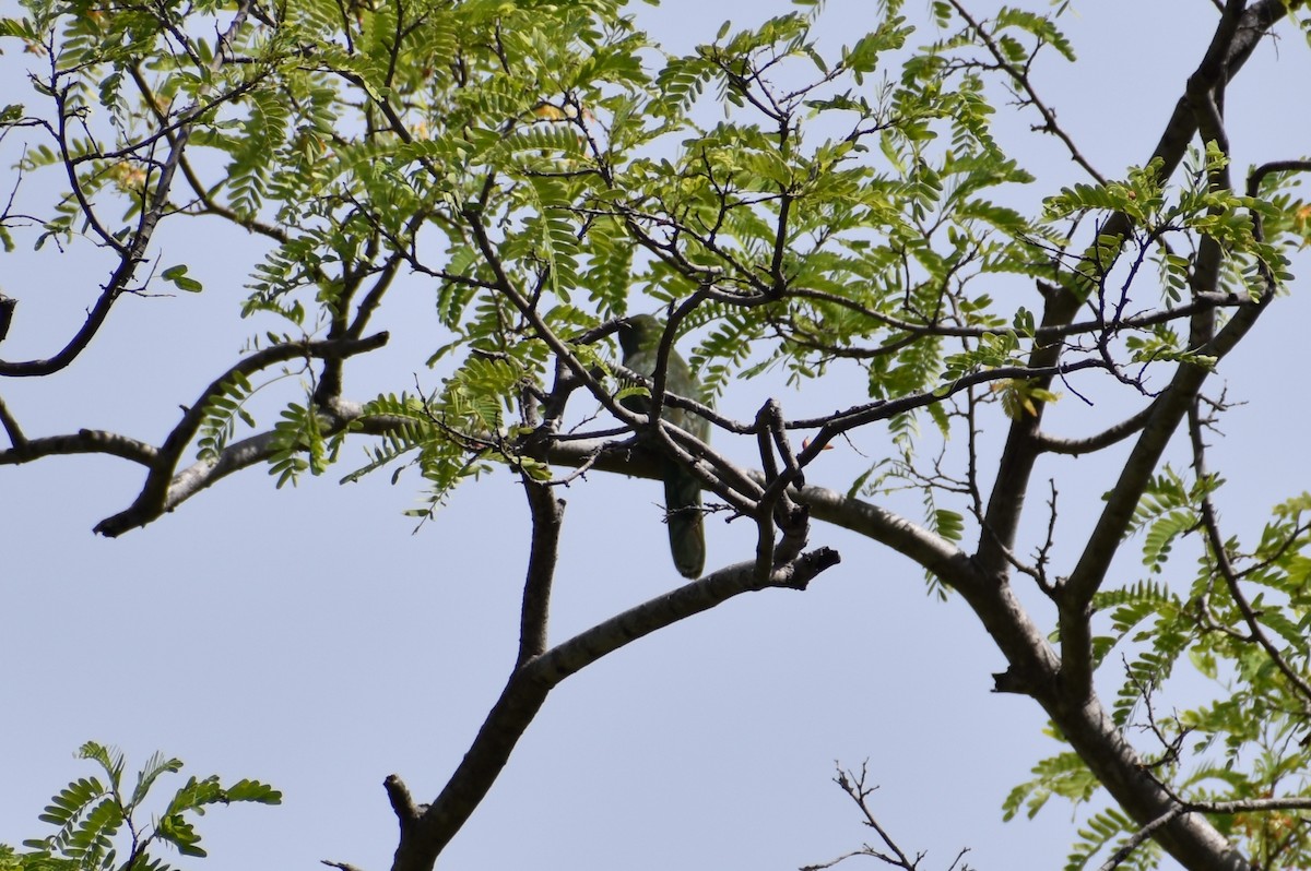 Blue-bearded Bee-eater - ML460689991