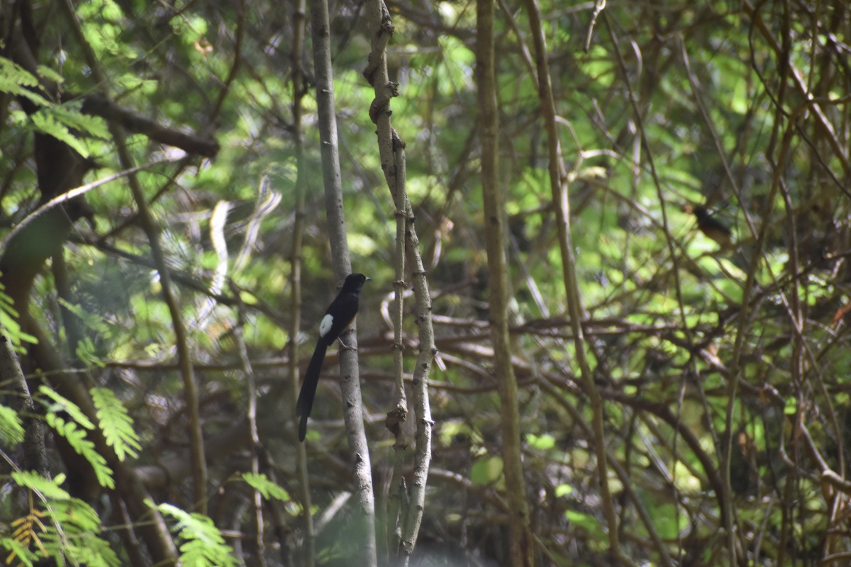 White-rumped Shama - ML460690011