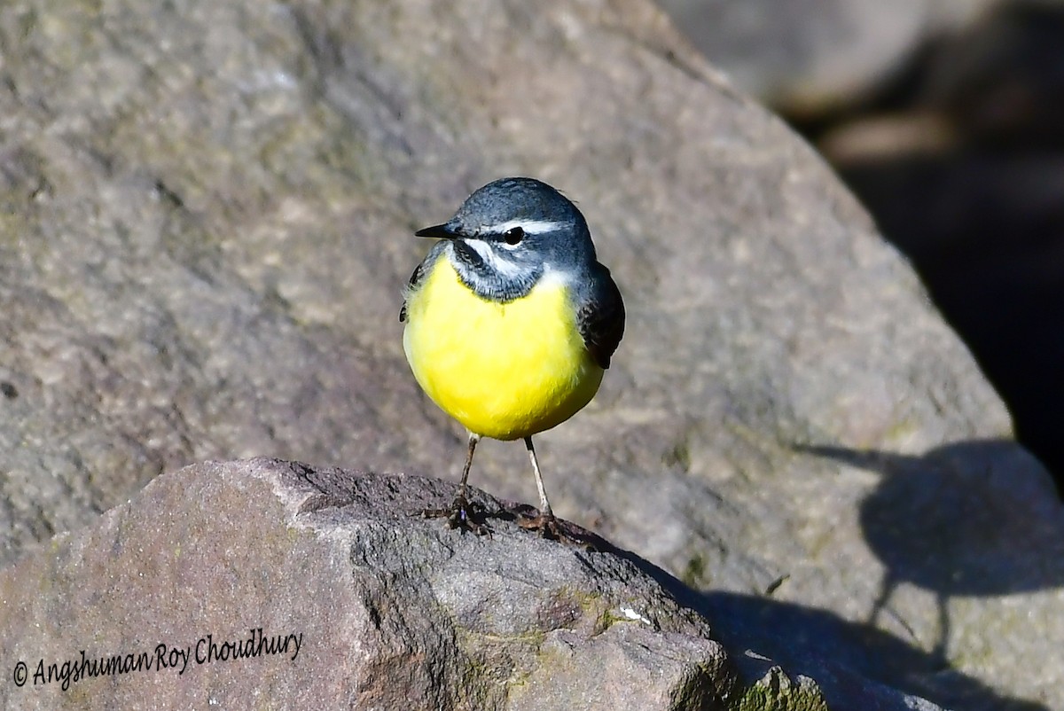 Gray Wagtail - Angshuman Roychoudhury