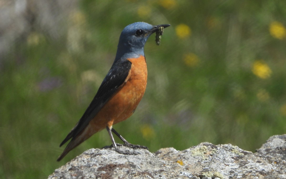 Rufous-tailed Rock-Thrush - ML460690141