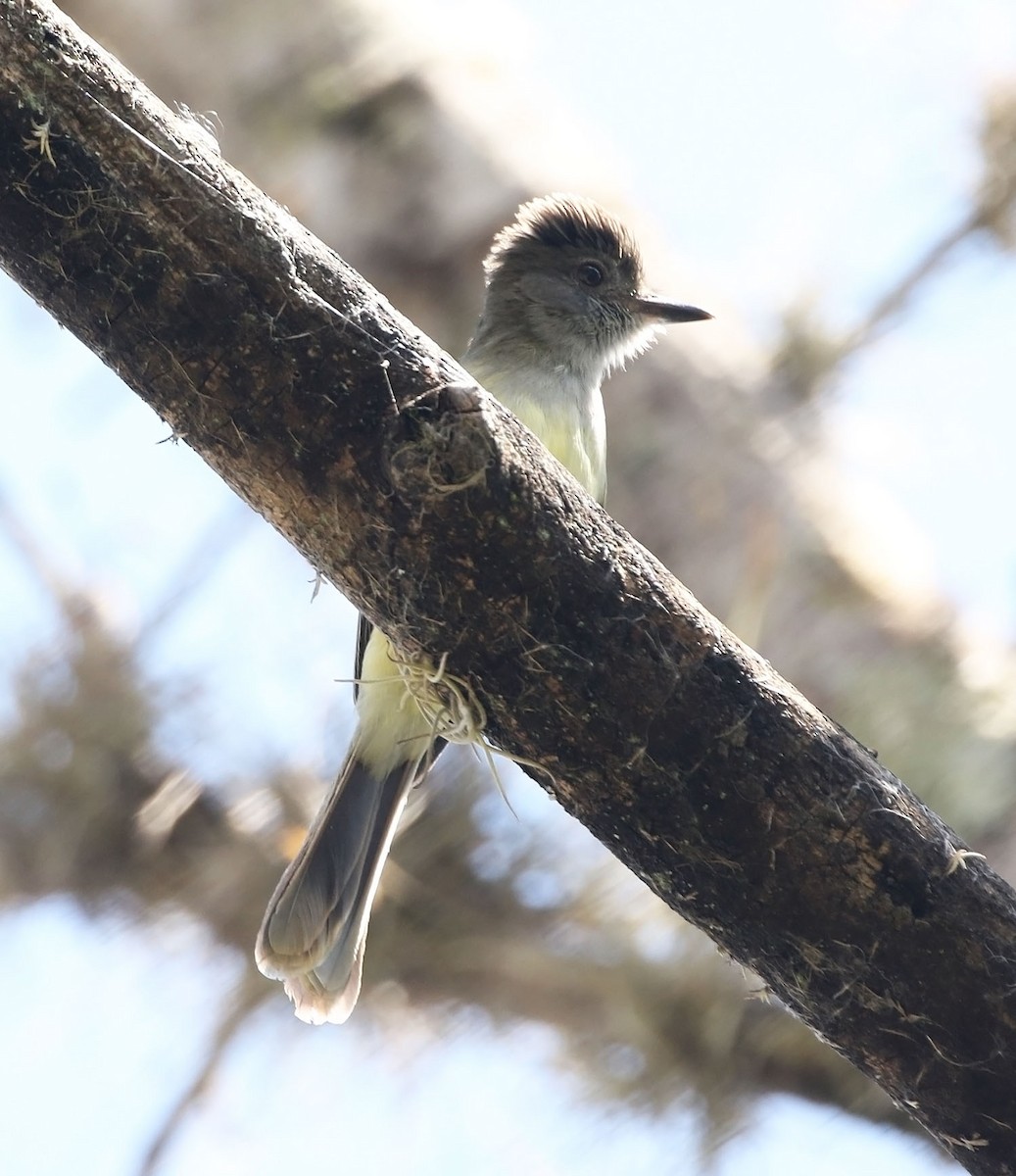 Kolombiya Vadi Sinekkapanı - ML460690221