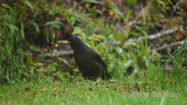 Great Thrush - ML460691161