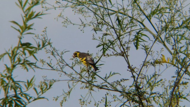 Yellow-breasted Greenfinch - ML460694581