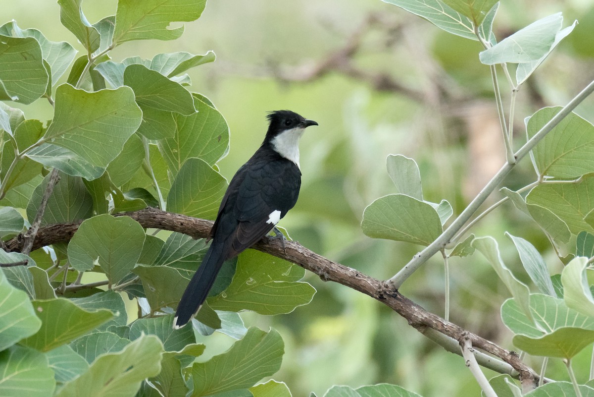 Pied Cuckoo - ML460695271