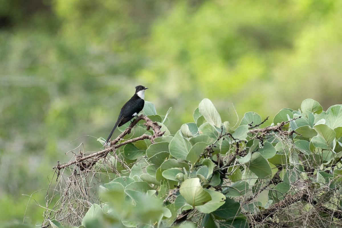 Pied Cuckoo - ML460695291