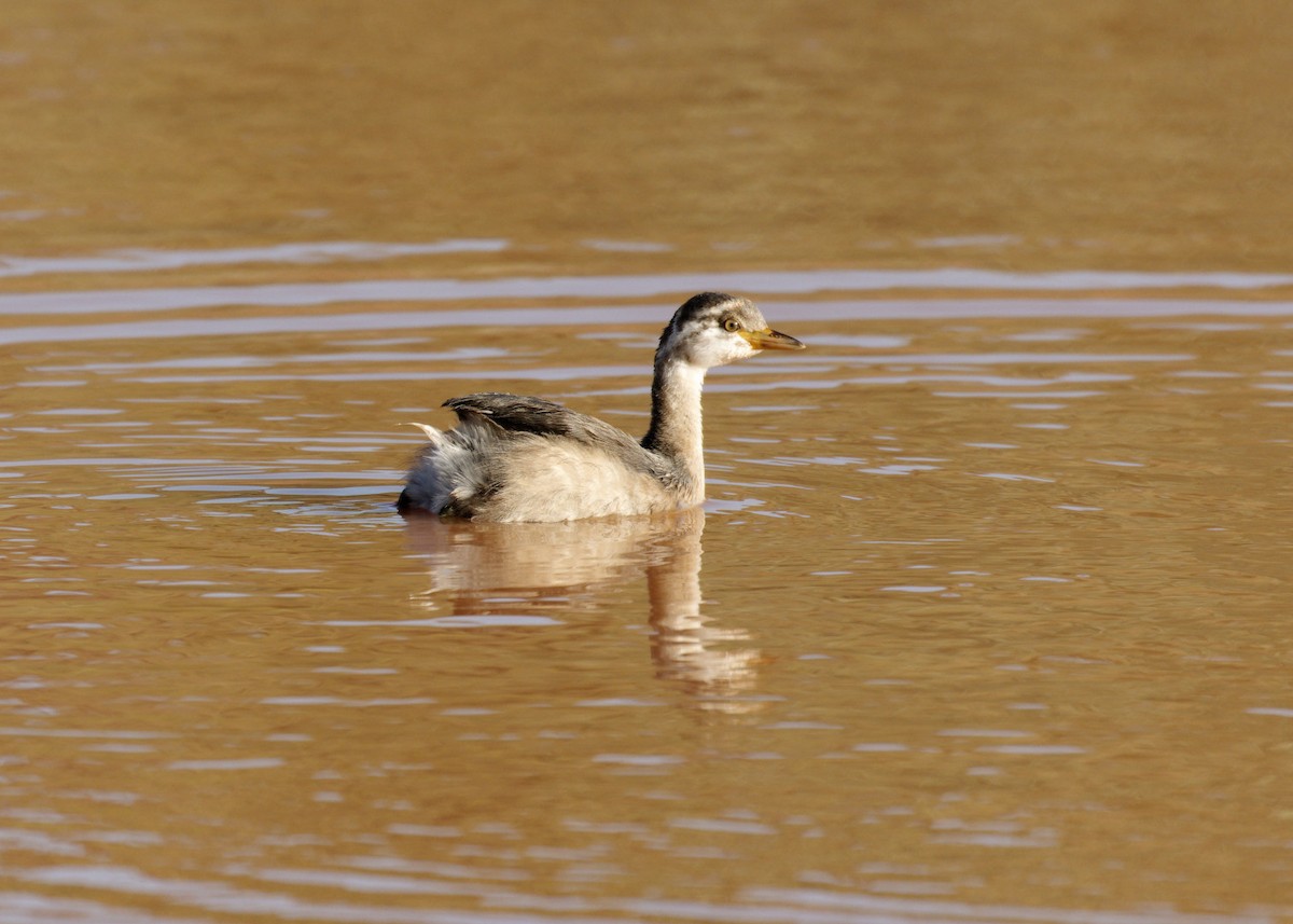 Hoary-headed Grebe - ML460695931