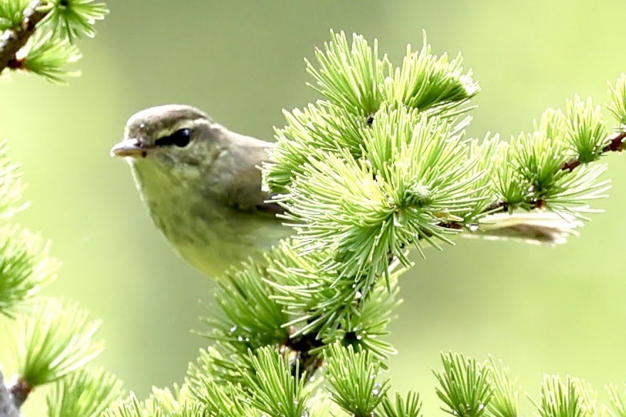 Japanese Leaf Warbler - H I