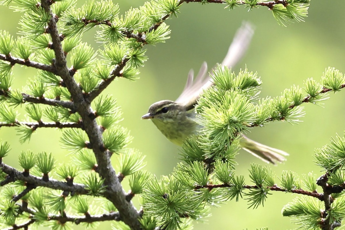 Japanese Leaf Warbler - H I