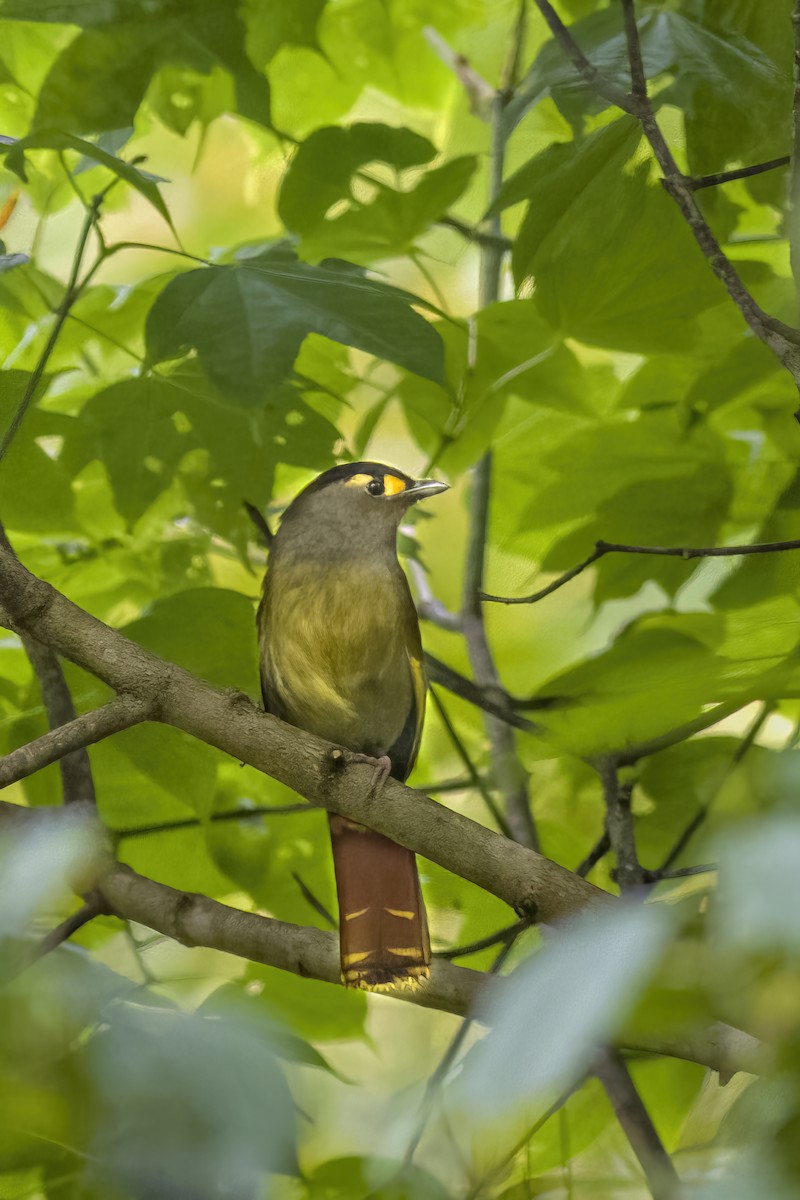Bugun Liocichla - ML460696561