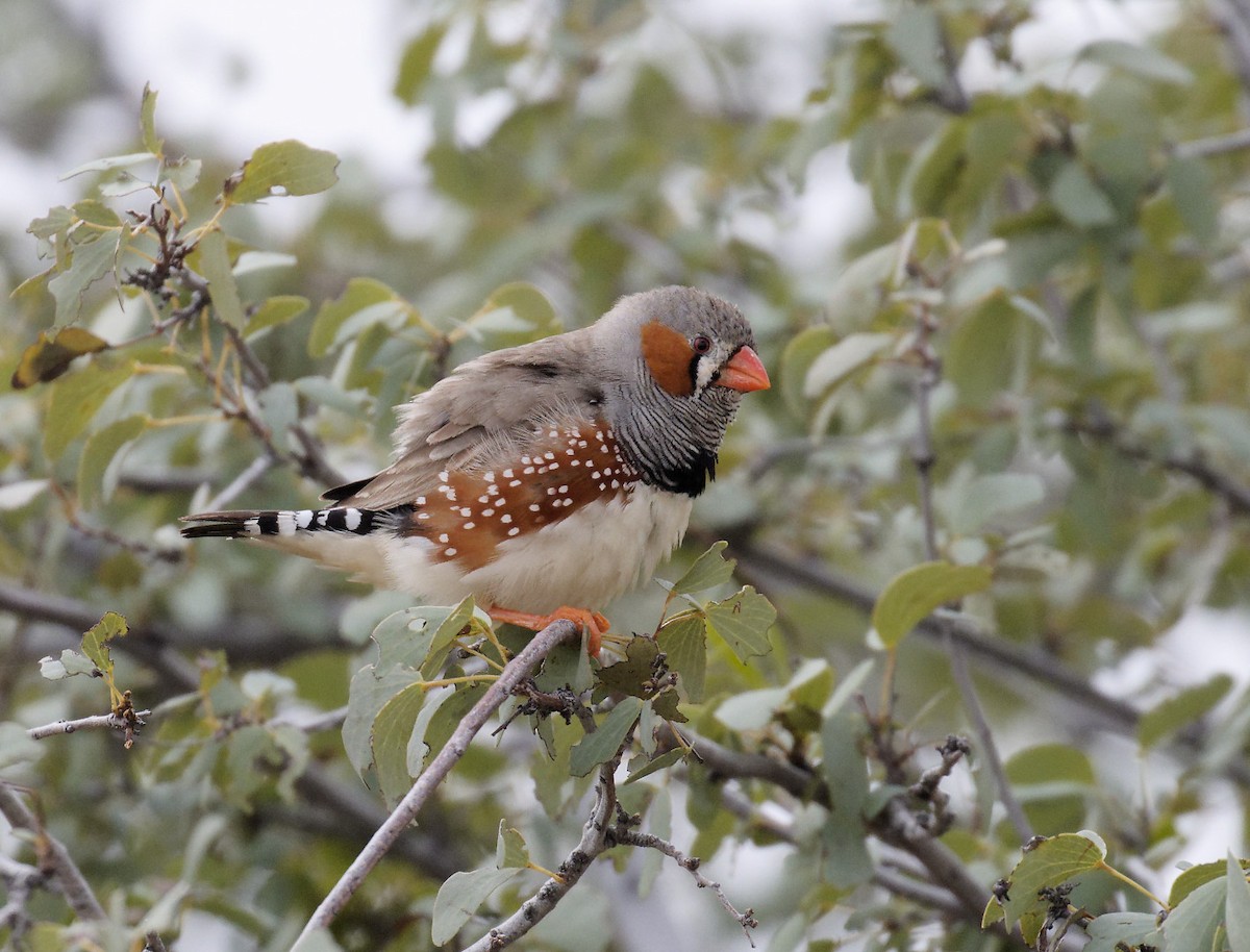 Zebra Finch - ML460696601